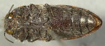 Media type: image;   Entomology 2727 Aspect: habitus ventral view